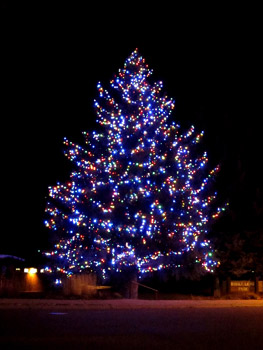 Lit evergreen tree outdoors in Basalt